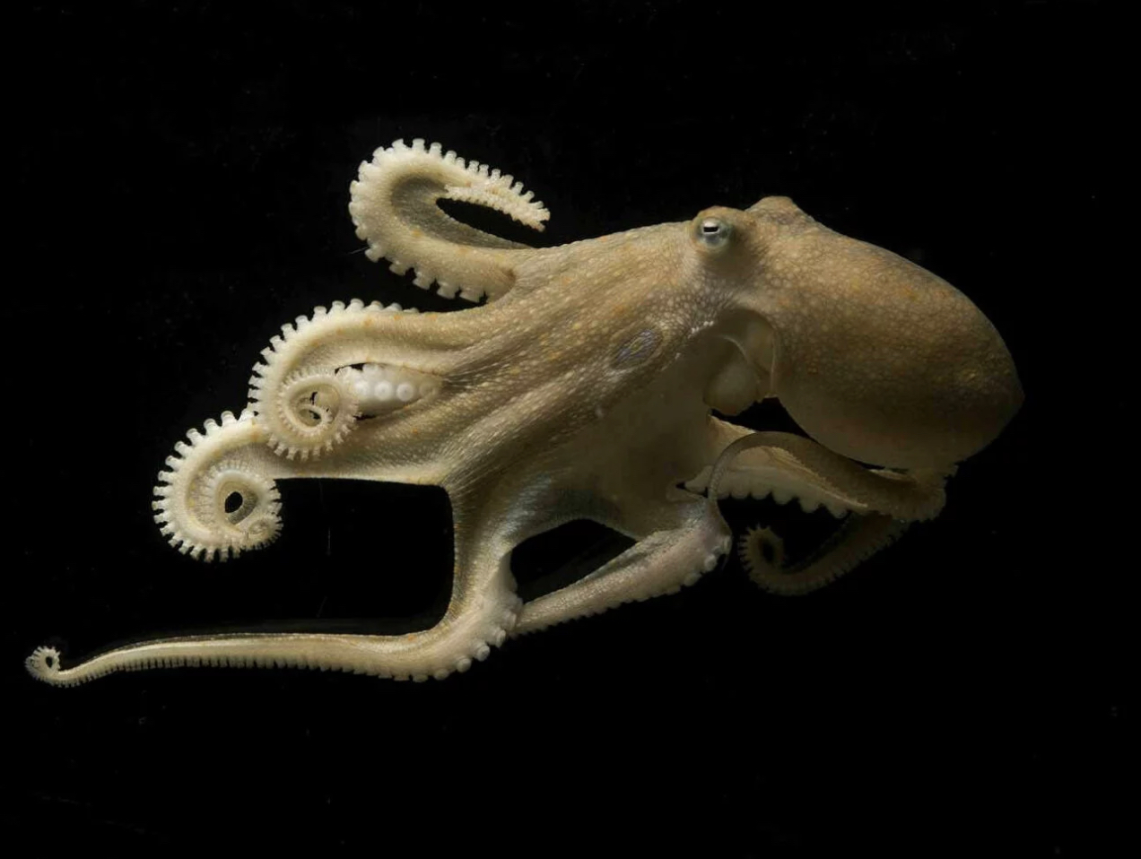 california two spot octopus- Tom Kleindinst-Marine Biological Laboratory