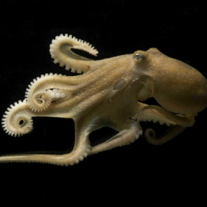octopus thumbnail blog 