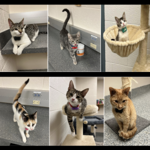 Shelter Cats Year 1
