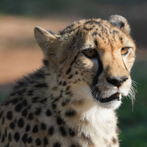 Closeup of a cheetah's face