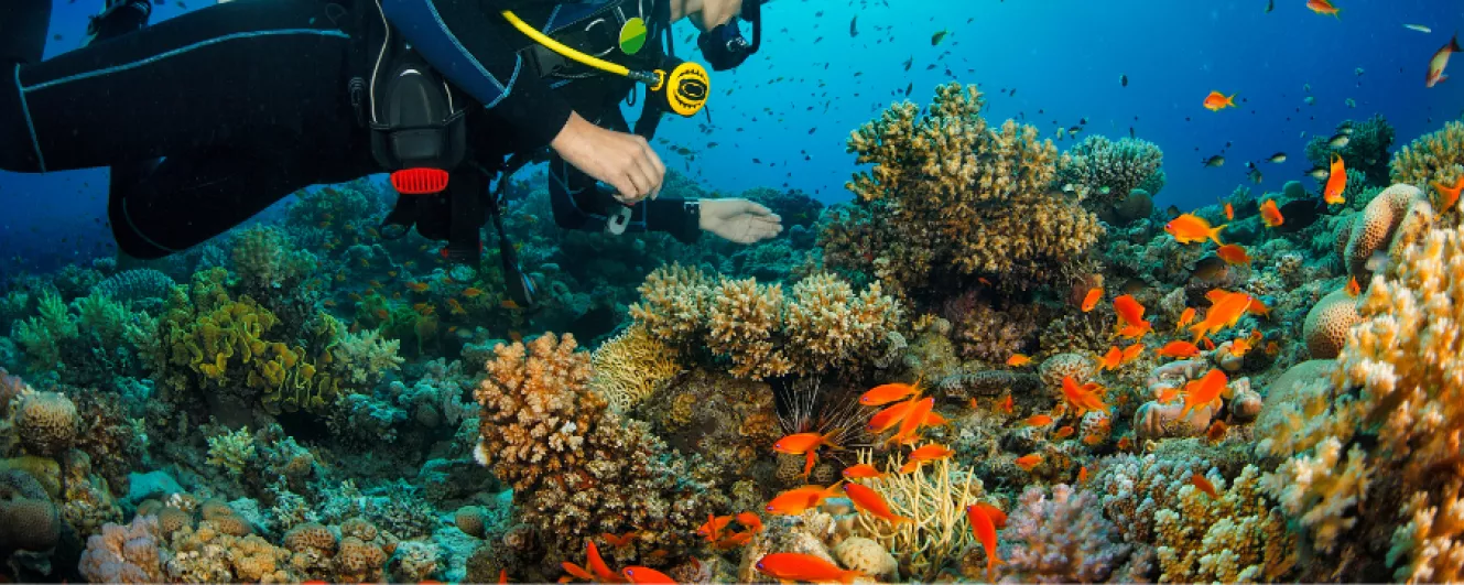 diver in coral reef