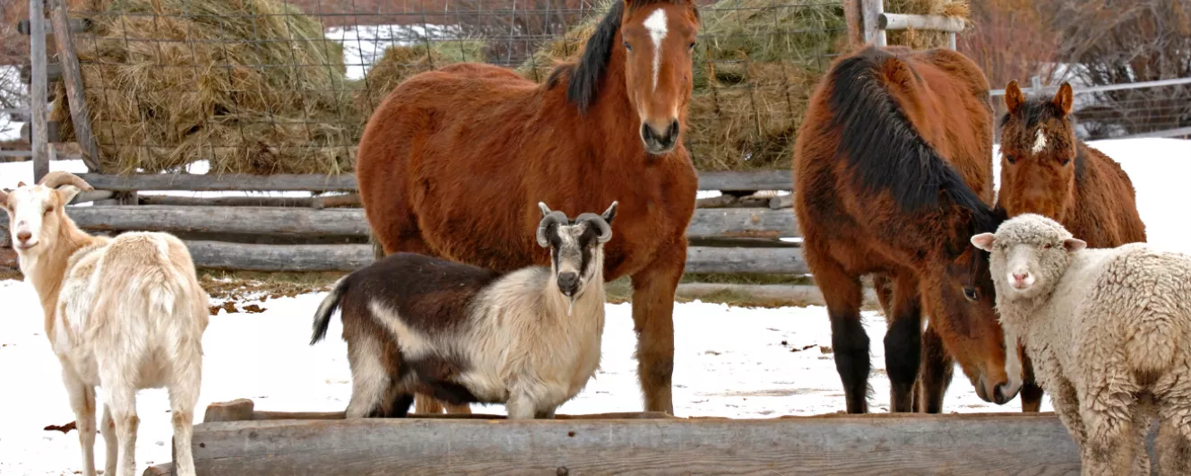 Farm animals