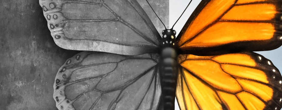 butterfly black and white image transforming into color