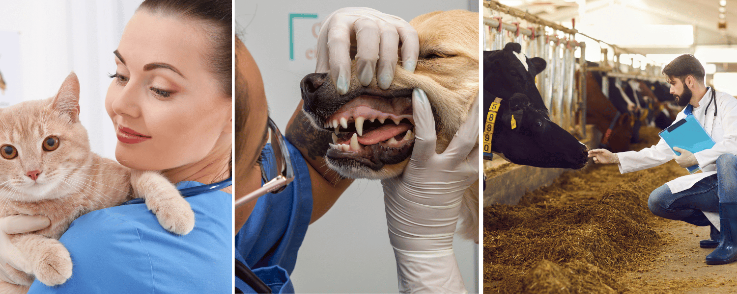 Veterinarians working with a cat, a dog, and cows