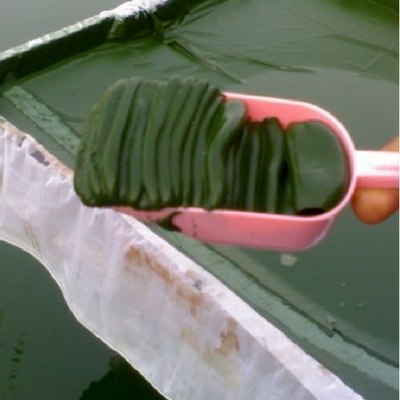 Spirulina Algae