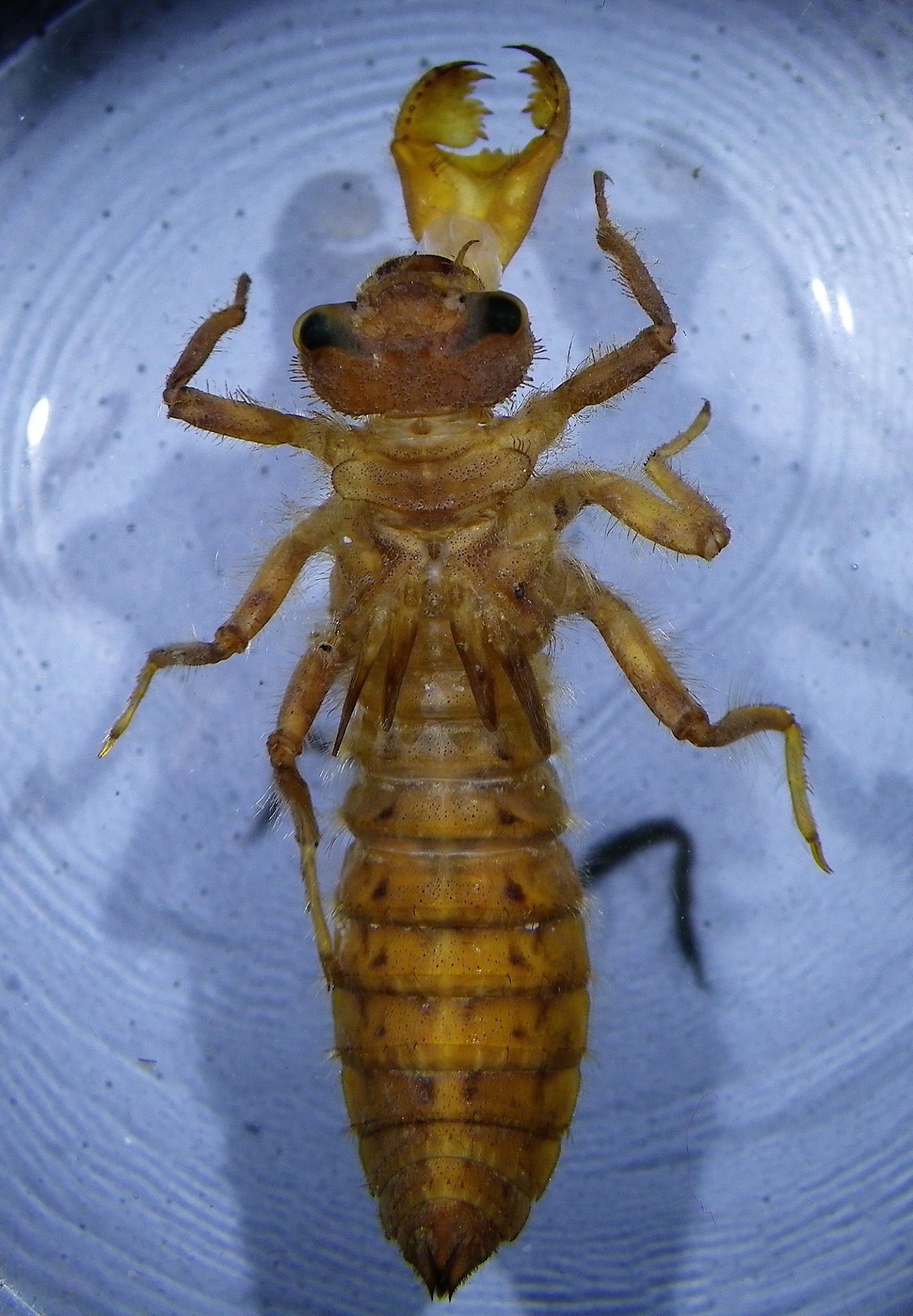 Larvae