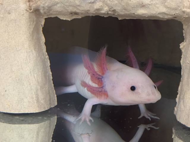 Axolotl image