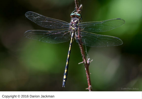Tiger Spiketail Dragonfly adult